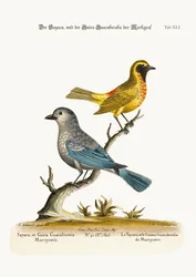 Der Sayacu und der Guira Guacuberaba von Marcgrave, 1749-73